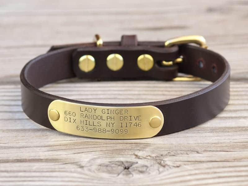 puppy collar with nameplate